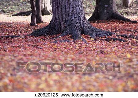 Autumn Leaves Near Tree Root View Large Photo Image Stock Photography - Autumn Leaves Near Tree Root. Fotosearch