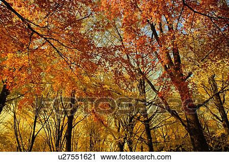 Stock Image - Autumn Woods. Fotosearch