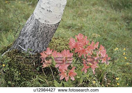 Stock Photo - Azalea By Tree Trunk. Fotosearch