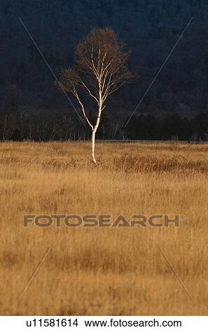 Bare Birch In Field View Large Photo Image Picture - Bare Birch In Field. Fotosearch