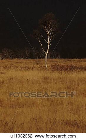 Bare Tree In Grassland View Large Photo Image Stock Image - Bare Tree In Grassland. Fotosearch