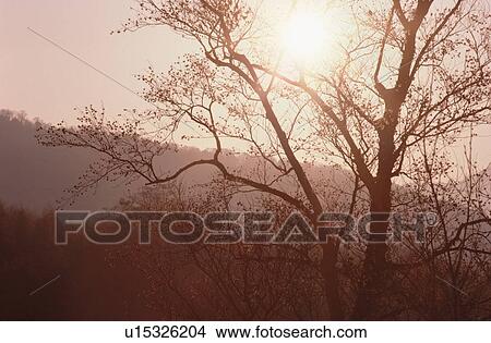 Picture - Bare Tree In Sunlight. Fotosearch
