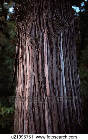 Bark Of Tree Trunk View Large Photo Image Stock Image - Bark Of Tree Trunk. Fotosearch