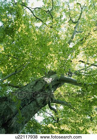 Beech Tree View Large Photo Image Stock Photo - Beech Tree. Fotosearch