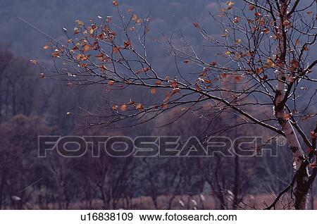 Birch Branch With Dried Leaves View Large Photo Image Stock Photo - Birch Branch With Dried Leaves. Fotosearch