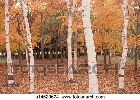Birches In Autumn View Large Photo Image Picture - Birches In Autumn. Fotosearch