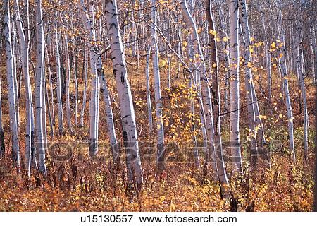 Birches In Autumn View Large Photo Image Stock Photo - Birches In Autumn. Fotosearch