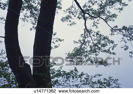 Stock Image - Branches. Fotosearch