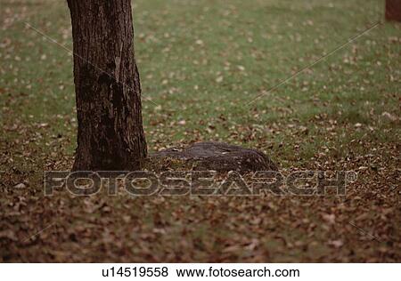 Dried Leaves Near Tree Root View Large Photo Image Stock Photo - Dried Leaves Near Tree Root. Fotosearch