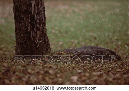 Dry Leaves Near Tree Root View Large Photo Image Stock Photo - Dry Leaves Near Tree Root. Fotosearch