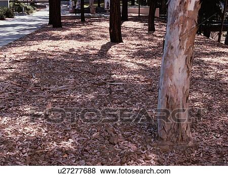 Dry Leaves Near Tree Roots View Large Photo Image Stock Photo - Dry Leaves Near Tree Roots. Fotosearch