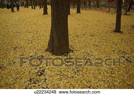 Fallen Ginkgo Nut Leaves View Large Photo Image Stock Photo - Fallen Ginkgo Nut Leaves. Fotosearch