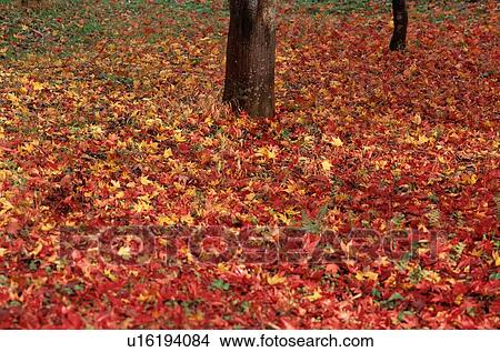 Fallen Leaves On Ground View Large Photo Image Picture - Fallen Leaves On Ground. Fotosearch