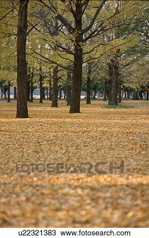Stock Image - Forest In Autumn. Fotosearch