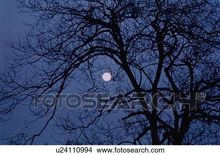 Full Moon Behind Tree View Large Photo Image Picture - Full Moon Behind Tree. Fotosearch