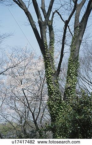 Ivy Climbing Tree View Large Photo Image Stock Image - Ivy Climbing Tree. Fotosearch