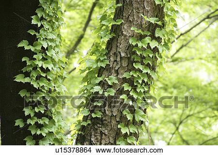Ivy View Large Photo Image Picture - Ivy. Fotosearch