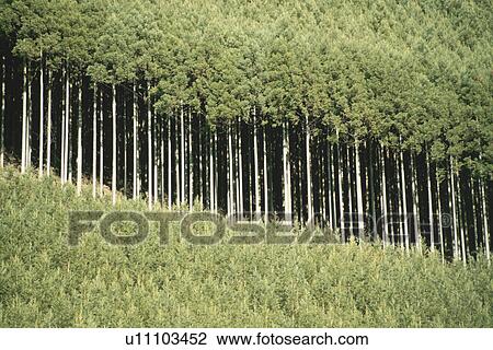 Japanese Cedar Forest View Large Photo Image Stock Image - Japanese Cedar Forest. Fotosearch