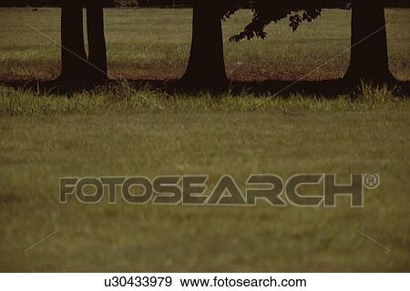 Lawn Near Trees View Large Photo Image Stock Photo - Lawn Near Trees. Fotosearch