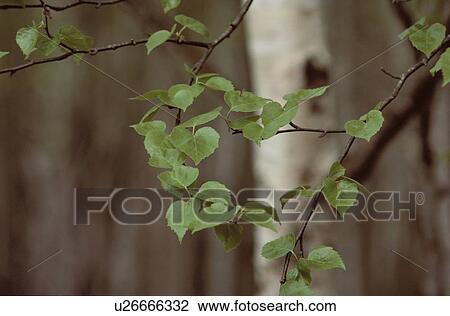 Leafy Branch Of Birch View Large Photo Image Stock Image - Leafy Branch Of Birch. Fotosearch