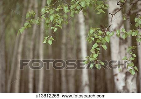 Leafy Branches Of Birch View Large Photo Image Stock Photo - Leafy Branches Of Birch. Fotosearch