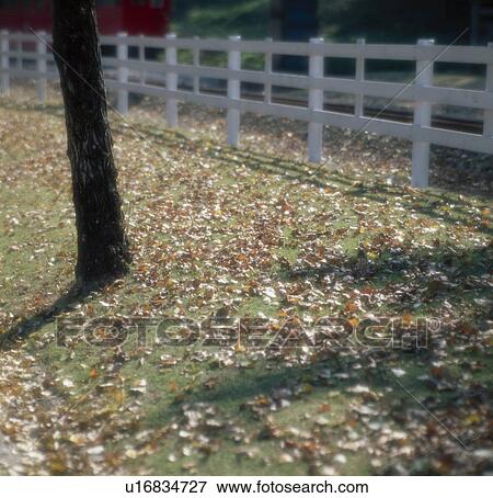 Leaves On Ground View Large Photo Image Stock Photo - Leaves On Ground. Fotosearch