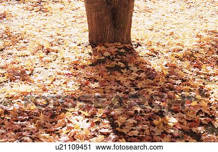 Stock Image - Maple Leaves Near Tree Root. Fotosearch