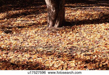 Maple Leaves Near Tree Root View Large Photo Image Stock Photograph - Maple Leaves Near Tree Root. Fotosearch
