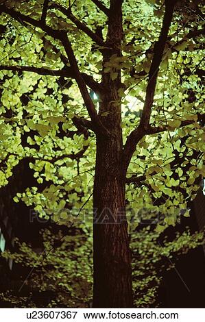 Moonlight On Tree Leaves View Large Photo Image Stock Photo - Moonlight On Tree Leaves. Fotosearch