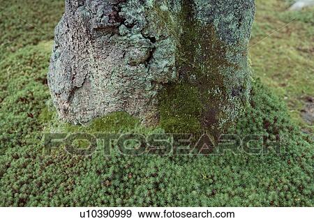 Mosses Near Root Of Tree View Large Photo Image Stock Photo - Mosses Near Root Of Tree. Fotosearch