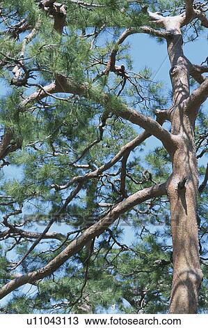 Pine Tree View Large Photo Image Stock Image - Pine Tree. Fotosearch