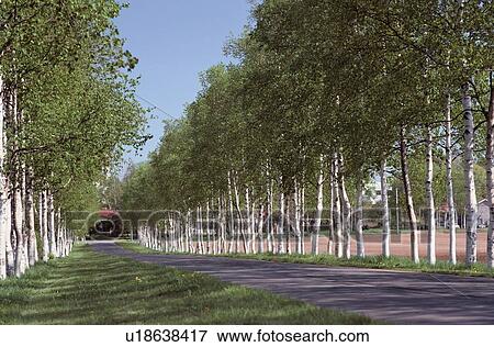 Row Of Trees View Large Photo Image Stock Photo - Row Of Trees. Fotosearch