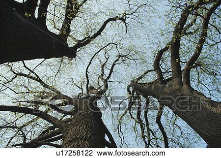 Stock Image - Three Trees. Fotosearch