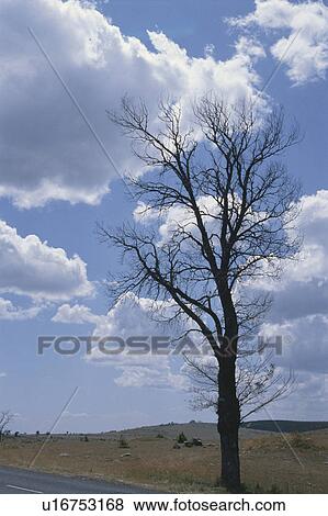 Tree And Clouds View Large Photo Image Stock Photo - Tree And Clouds. Fotosearch