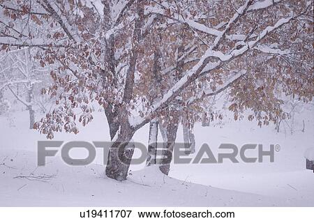 Stock Photo - Tree In Snowfall. Fotosearch