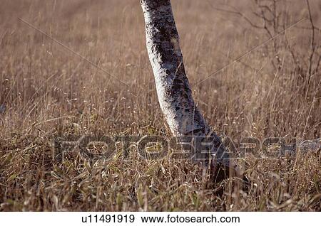 Stock Photo - Tree Root In Grassland. Fotosearch