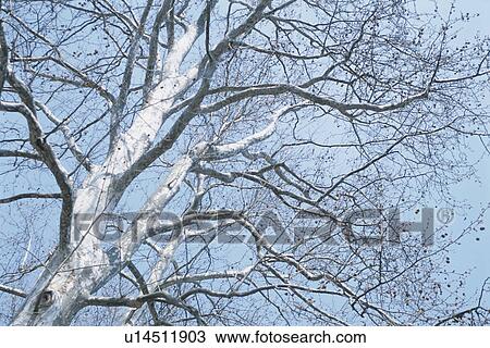 Tree View Large Photo Image Stock Image - Tree. Fotosearch