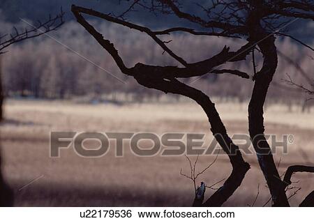 Tree Trunk Against Grassland View Large Photo Image Stock Photograph - Tree Trunk Against Grassland. Fotosearch