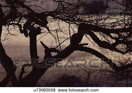 Tree Trunk In Silhouette View Large Photo Image Stock Photo - Tree Trunk In Silhouette. Fotosearch