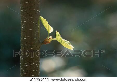 Tree Trunk With Spring Leaves View Large Photo Image Stock Image - Tree Trunk With Spring Leaves. Fotosearch
