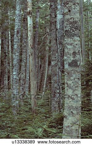 Stock Photo - Tree Trunks And Seedlings. Fotosearch