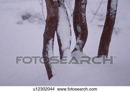 Tree Trunks In Snow View Large Photo Image Picture - Tree Trunks In Snow. Fotosearch