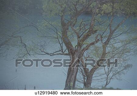 Trees Against Lake View Large Photo Image Stock Image - Trees Against Lake. Fotosearch