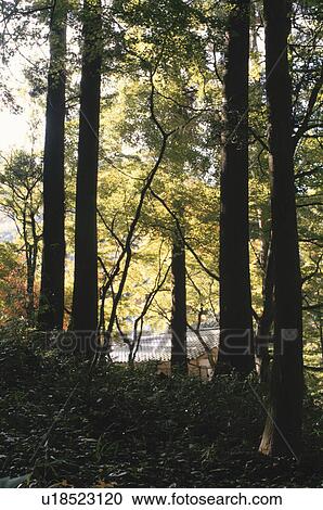 Stock Image - Trees. Fotosearch