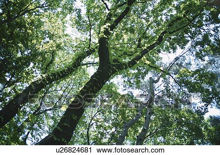 Trees View Large Photo Image Stock Image - Trees. Fotosearch