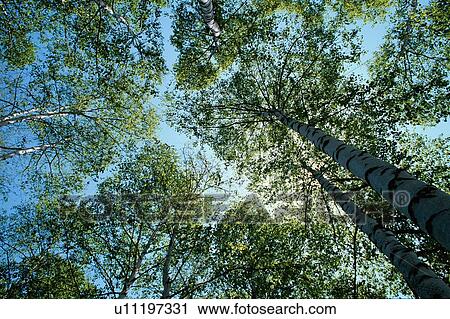 Treetops View Large Photo Image Stock Image - Treetops. Fotosearch