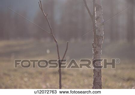 Trunk Of Birch View Large Photo Image Stock Image - Trunk Of Birch. Fotosearch