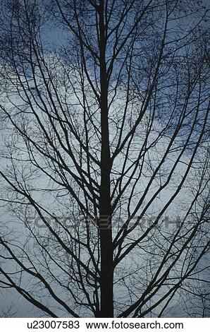 Winter Tree View Large Photo Image Stock Image - Winter Tree. Fotosearch