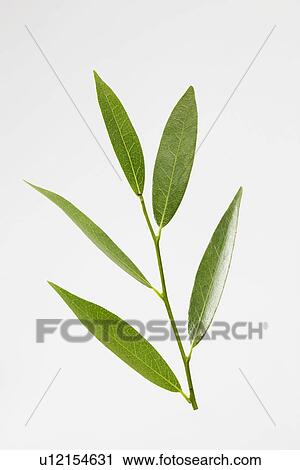 Bay leaves View Large Photo Image Stock Image - Bay leaves. Fotosearch