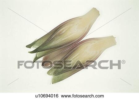 Japanese Ginger View Large Photo Image Stock Photograph - Japanese Ginger. Fotosearch